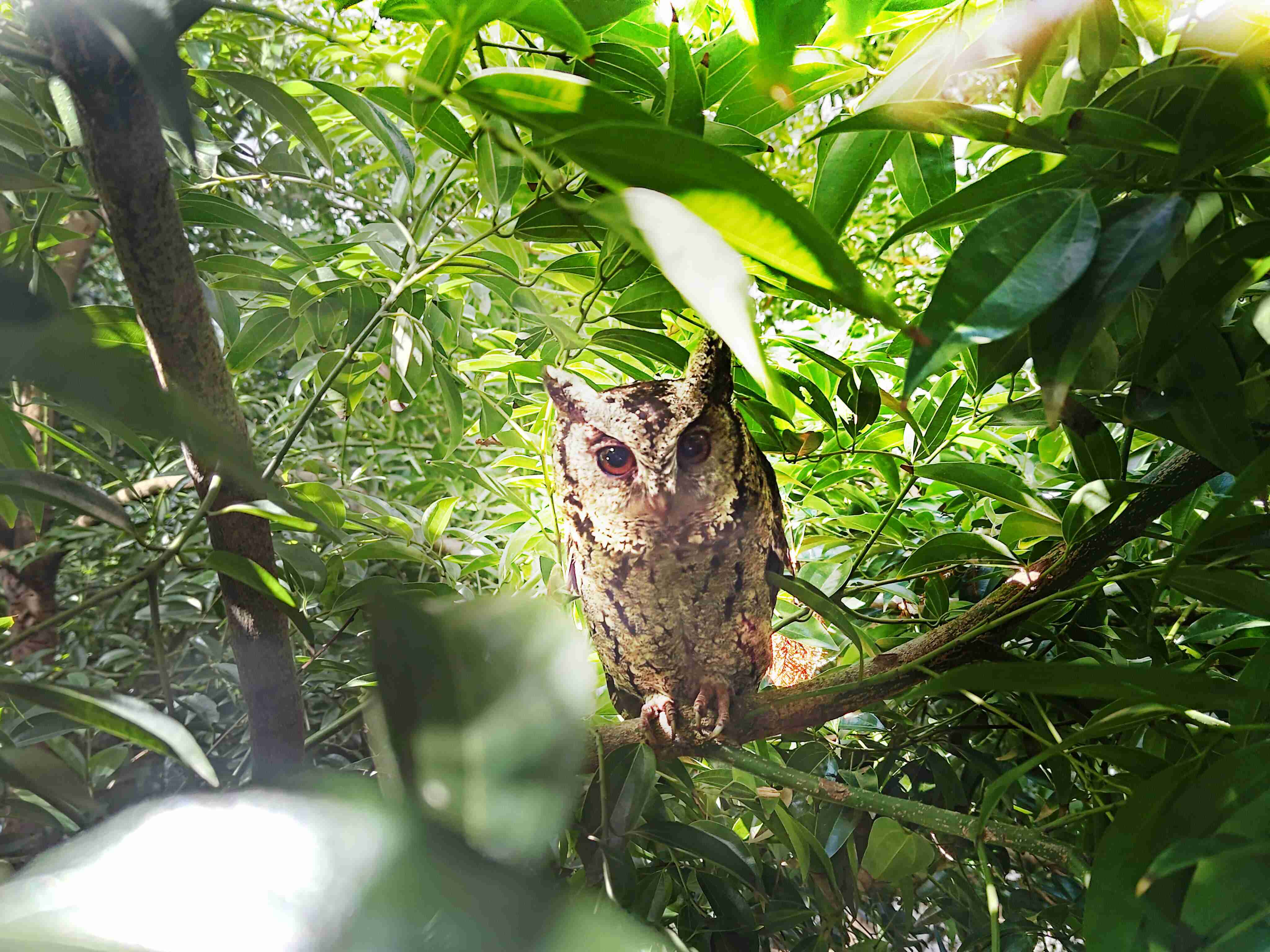 NG大舞台致力提倡净零绿生活，，，16年以来在全球各厂区植树逾百万棵，，，造就各厂区树木蔚然成林，，犹如森林工厂，，，，成为许多生物的栖息地